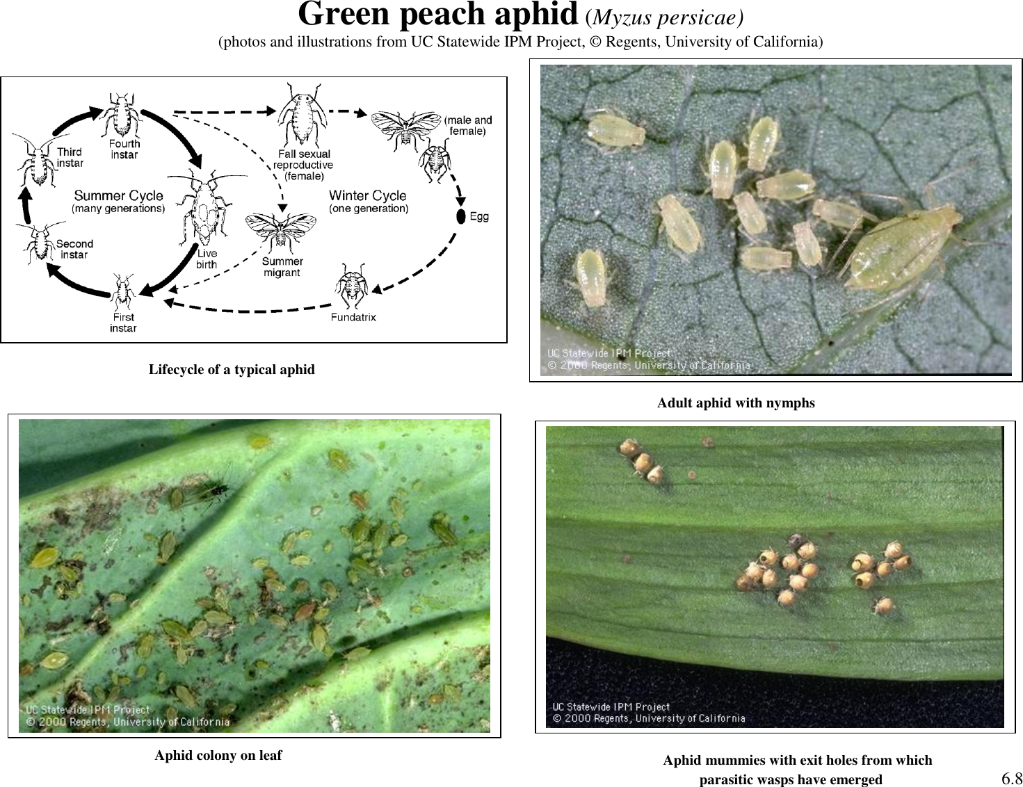 Page 1 of 9 - Green Peach Aphid (Myzus Persicae) Sustainable-ag-activities-guide-insect-id-activity