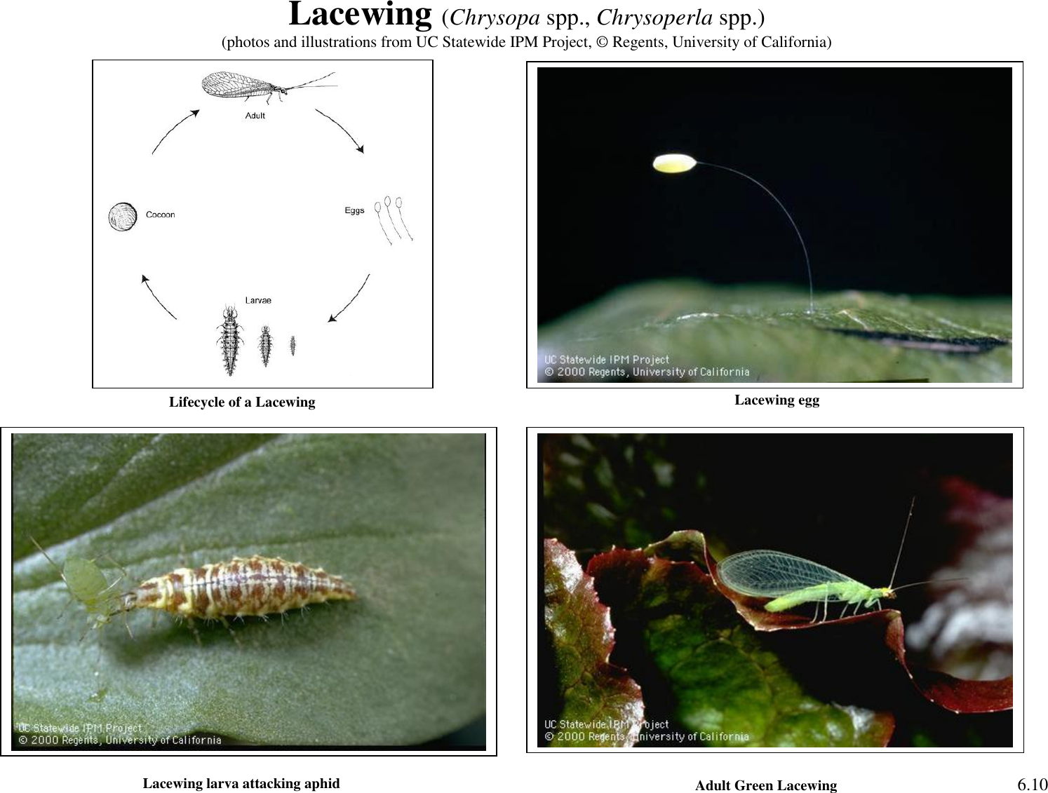 Page 3 of 9 - Green Peach Aphid (Myzus Persicae) Sustainable-ag-activities-guide-insect-id-activity