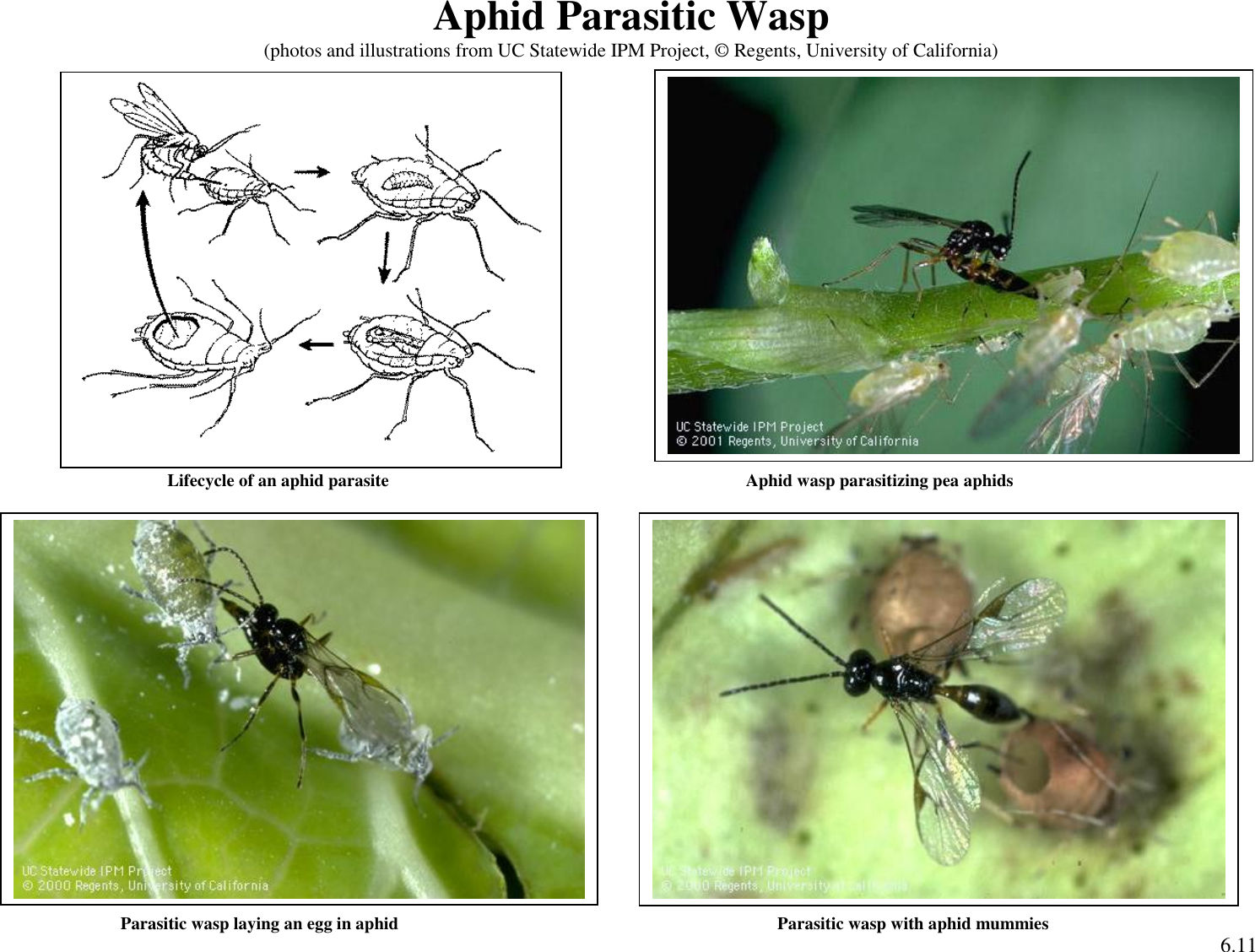 Page 4 of 9 - Green Peach Aphid (Myzus Persicae) Sustainable-ag-activities-guide-insect-id-activity