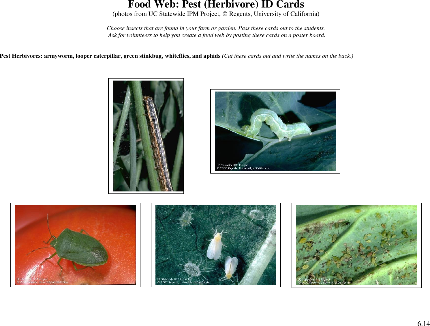 Page 7 of 9 - Green Peach Aphid (Myzus Persicae) Sustainable-ag-activities-guide-insect-id-activity