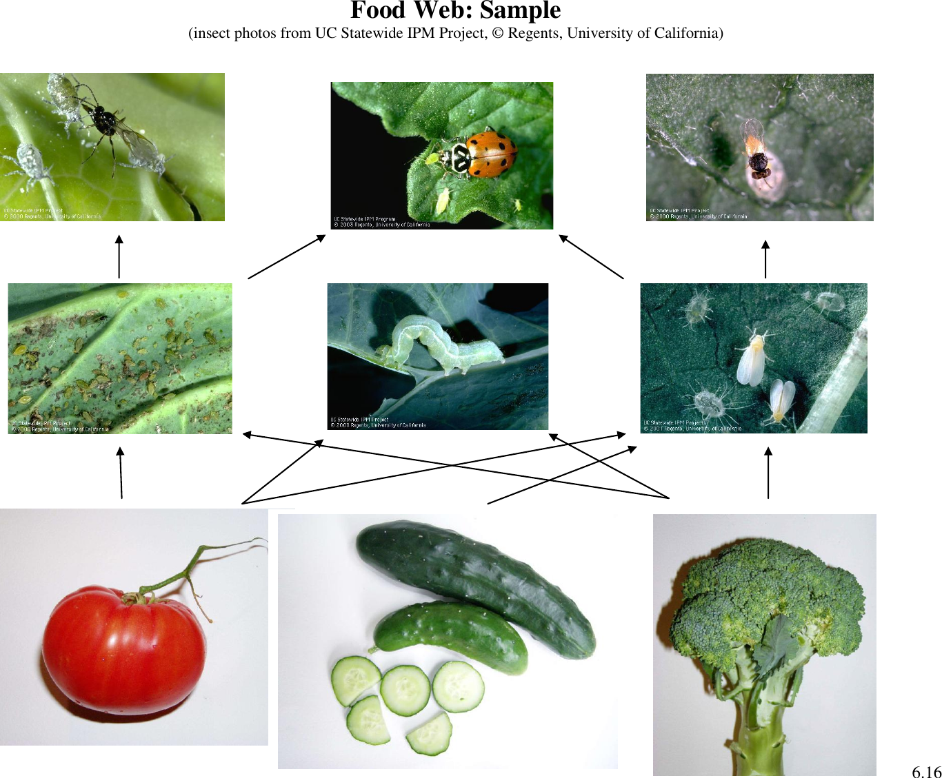 Page 9 of 9 - Green Peach Aphid (Myzus Persicae) Sustainable-ag-activities-guide-insect-id-activity