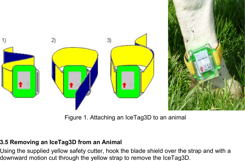          Figure 1. Attaching an IceTag3D to an animal3.5 Removing an IceTag3D from an AnimalUsing the supplied yellow safety cutter, hook the blade shield over the strap and with a downward motion cut through the yellow strap to remove the IceTag3D.
