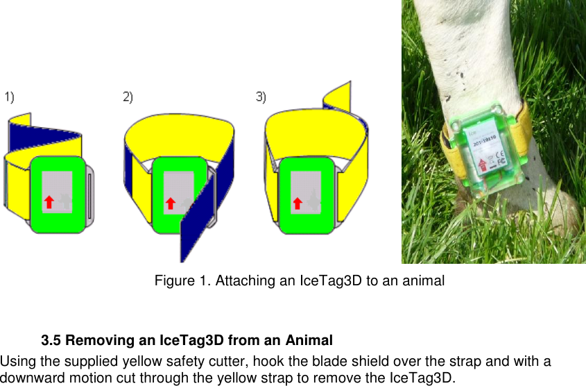                  Figure 1. Attaching an IceTag3D to an animal    3.5 Removing an IceTag3D from an Animal Using the supplied yellow safety cutter, hook the blade shield over the strap and with a downward motion cut through the yellow strap to remove the IceTag3D. 