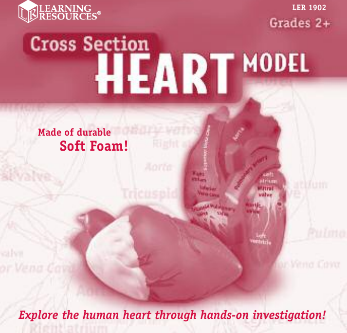 Page 1 of 8 - Learning-Resources Learning-Resources-Cross-Section-Heart--Ler-1902-Users-Manual- 1900 Animal Cell  GUD Learning-resources-cross-section-heart--ler-1902-users-manual