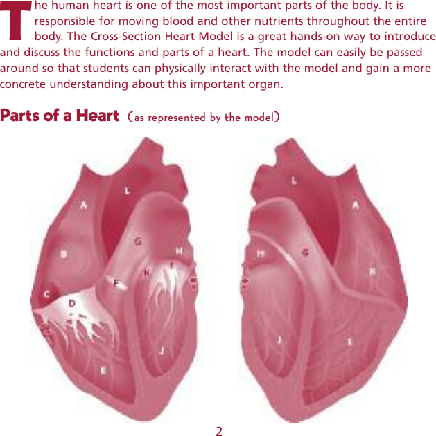 Page 2 of 8 - Learning-Resources Learning-Resources-Cross-Section-Heart--Ler-1902-Users-Manual- 1900 Animal Cell  GUD Learning-resources-cross-section-heart--ler-1902-users-manual