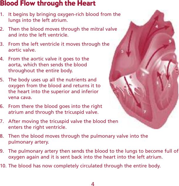 Page 4 of 8 - Learning-Resources Learning-Resources-Cross-Section-Heart--Ler-1902-Users-Manual- 1900 Animal Cell  GUD Learning-resources-cross-section-heart--ler-1902-users-manual