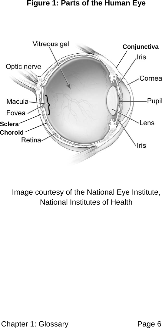 Chapter 1: Glossary Page 6 Figure 1: Parts of the Human Eye Image courtesy of the National Eye Institute, National Institutes of Health Sclera Choroid Conjunctiva